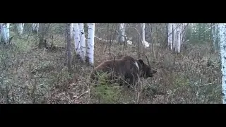 ИЗЮБРИ, МЕДВЕДИ 2024 / БОДАЙБИНСКИЙ РАЙОН / ФОТОЛОВУШКА ...