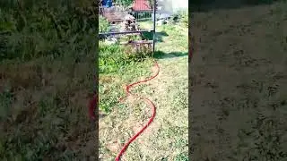 Как поживают огурцы в начале июня? Сорт огурца 