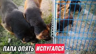 РЕАКЦИЯ ЩЕНКОВ НА БОЛЬШИХ СОБАК