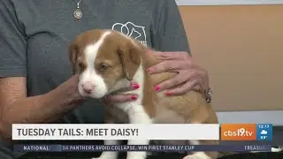 TUESDAY TAILS: Meet Daisy from the SPCA of East Texas