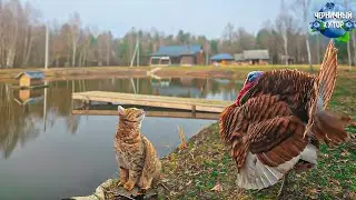 Счастливые животные все за решёткой с сегодняшнего дня. Ресторанное блюдо за смешные деньги.