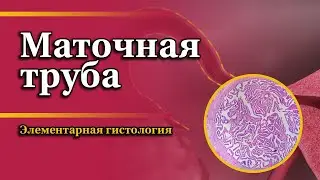 Маточная труба | Элементарная гистология