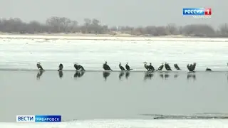 Перелётные птицы возвращаются в Хабаровский край