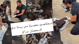 محتاجين معجزة من ربنا فى الحصان وراق 🥺