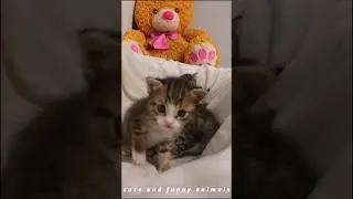 Funniest cats and dogs 2024😂😻 Cute animals 😹😍