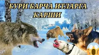 Бури Барча Итларга Карши! Бури ва итлар карамакаршилиги 