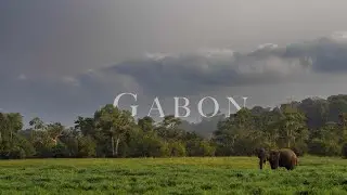 Gabon - Loango & Lope National Park. Gorillas, Mandrills and Forest Elephants