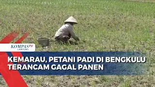 Dampak Kemarau, Petani Padi di Bengkulu Terancam Gagal Panen