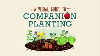 Companion Planting | HomeAdvisor