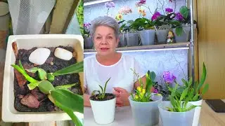 Зигопеталум и Онцидиумы – позаботьтесь об этих орхидеях. Рассказы о жизни ЛУКОВИЧНЫХ орхидей.