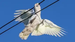 Funny Cockatoos’ Aerial Acrobatics on Power Lines