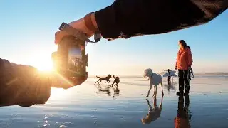 i asked strangers to take a photo of their dog in Tofino BC