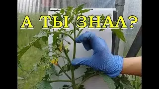 ТОМАТЫ: первые важные шаги на грядке🍅🍅🍅