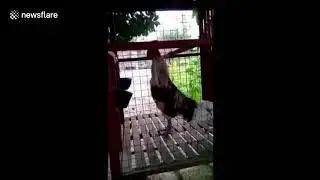 Strange rooster laughs like  humans !!!! Amazing !!!!