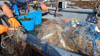 COMMERCIAL GILL NET FISHING - Bass Bream Pollock Mackerel & Wrasse , Start Of Gill Net Season !