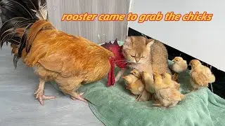 Amazing!The chicks chose the cat and the rooster was driven away by the chicks!So funny and cute