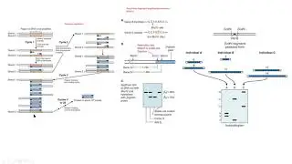 RFLP VNTR PCR biología molecular biology