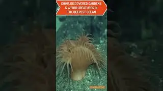 Deep Sea's Best Kept Secret China Uncovering Strange Creatures 