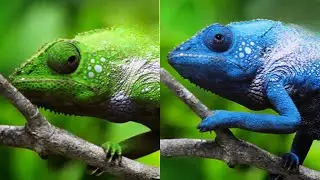 How Chameleons Change Color and Use It To Thrive