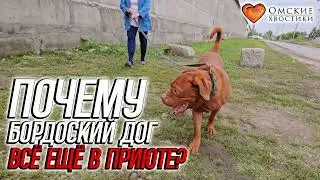 Почему бордоский дог всё ещё в приюте? | Адмирал