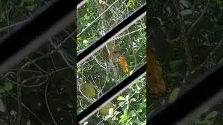 On the tree jackfruit is eating by Bird