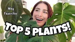 Favorite Houseplants in my Collection Right Now!! 🌿✨️ top 5 favorites of May 2024 ✨️