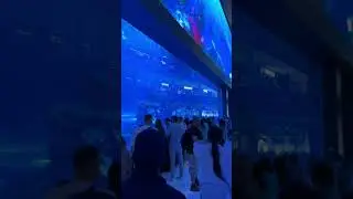 Dubai Mall - Aquarium