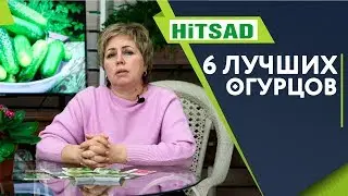 ТОП 6 Лучших Огурцов 🥒 Для открытого Грунта 🥒 ПЧЕЛООПЫЛЯЕМЫЕ СОРТА ОГУРЦОВ 🐝