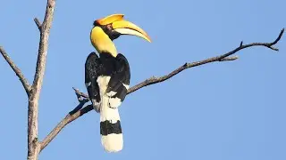 Great Hornbill bird in the morning sun | Great Hornbill uses makeup!