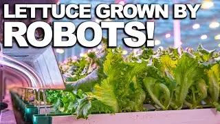 HYDROPONIC LETTUCE | How Does it Grow?