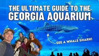 The Ultimate Guide To The Georgia Aquarium In Atlanta