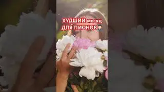 АВГУСТ🙅🏻‍♂️🏡НИКОГДА не делайте это с ПИОНАМИ!