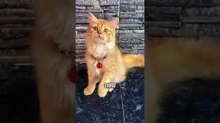 🧡Why Orange Cats are the BEST 🐈