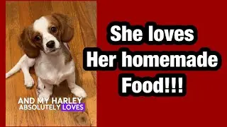 DIY Homemade Dog Food the best recipe and cheap!!!