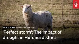 'Perfect storm': The impact of drought in Hurunui district | RNZ