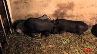 Korean (Vietnamese?) Pig with piglets in the barn. part 2