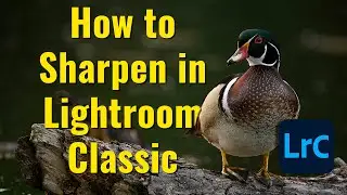 How to Sharpen Images in Lightroom Classic