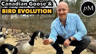 Did dinosaurs come from birds? Canada Goose & Bird Evolution