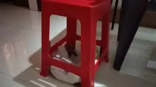 A Puppy Attempting To Eat a Chair