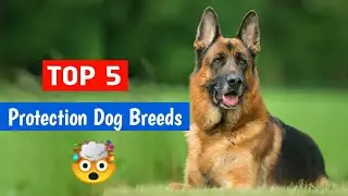 Top 5 Protection🔥 Dog Breeds 🐶😈 | #shorts #dogs #Cutedogs #puppies