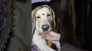 Cute labrador #dog shy on 52 gaj ka daman 😘 | renuka pawar song