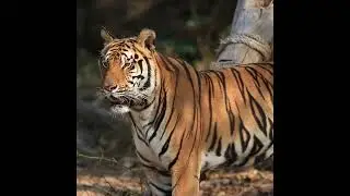 Majestic Tigers: Icons of the Wild representing power, strength, and bravery | Animal #20