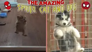 The Amazing Spider Cat And Dog