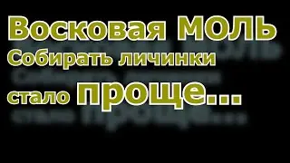 Сбор восковой моли. ПЖВМ. Сбор личинок без пинцета.