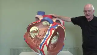 Cardiovascular System 11, Heart modle