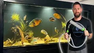 How I Maintain 8 Large Aquariums & Pond (2,850 Gallons!)