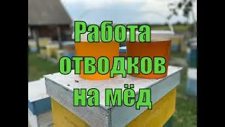 ИЗ ЛЕТНЕГО!!! РАБОТА ОТВОДКОВ НА МЕД!!! СЕЗОН 2023!!!