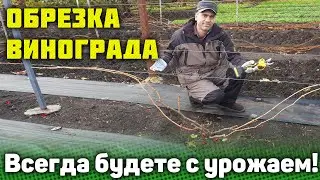 При такой обрезке кустов винограда Вы всегда будете с урожаем!