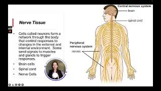 ATI TEAS 7 Science Course | Organ Systems and Anatomical Planes