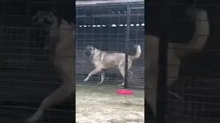 REAL GIANT TURKISH KANGAL DOGS - VERY AGRESSIVE 😱🔥 #shorts